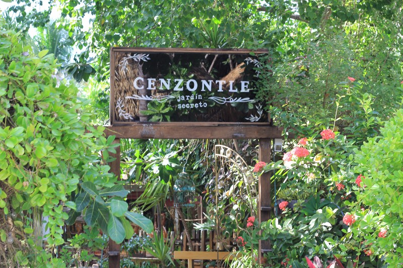 cenzontle_A
