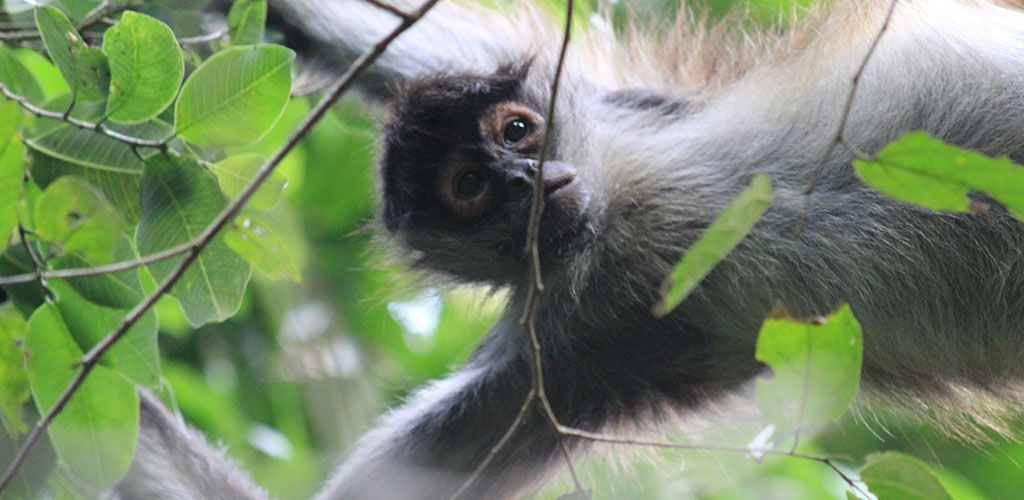 Monkey swinging in a tree